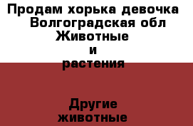 Продам хорька девочка. - Волгоградская обл. Животные и растения » Другие животные   . Волгоградская обл.